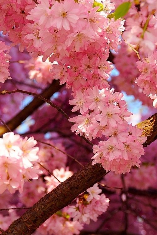 pink blossoms imagenes para pintar